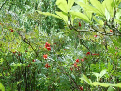 boga_wu_130512_p_delavayii_im_unterwuchs_von_magnolien.JPG