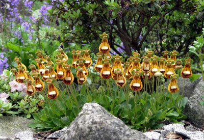 comp_Calceolaria_Walter_Shrimpton__1.jpg