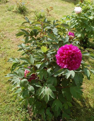 Souvenir_du_Ducher_1_12__90063.jpg