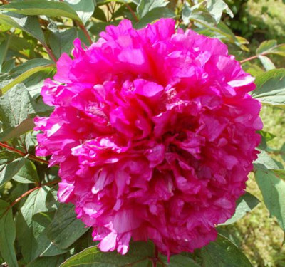 Souvenir_du_Ducher_2_12__90061.jpg