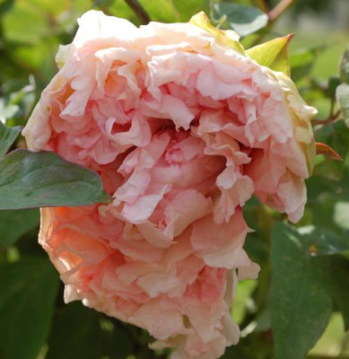 Comtesse_de_Tudor_2_12__90047.jpg