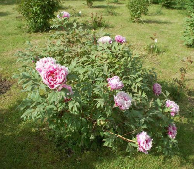 Duchess_of_Marlborough_1_12__90067.jpg