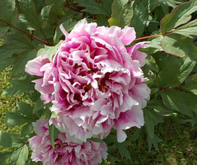 Duchess_of_Marlborough_2_12__90069.jpg