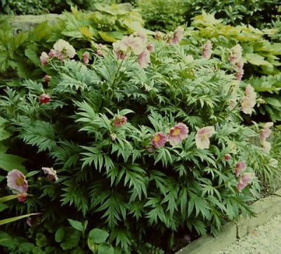 Paeonia_veitchii_var._woodwardiiPICT0006_14.jpg