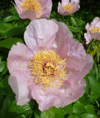Paeonia_Mai_fleuri_P10400031.jpg