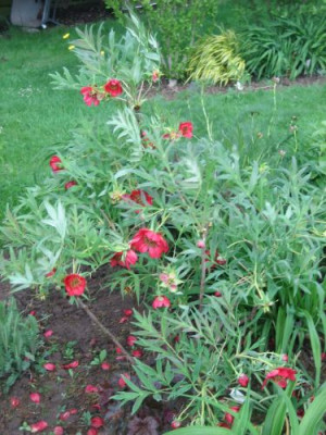Paeonia_delavayi_4881_r12.jpg