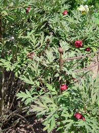 einkaufe_rarbo_wu_130512_012_10.JPG