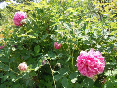 einkaufe_rarbo_wu_130512_006.JPG