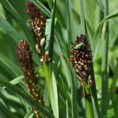 Asphodelus_albus_12__14621.jpg