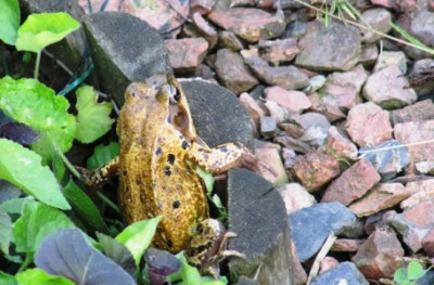 besuch_im_garten_012.JPG