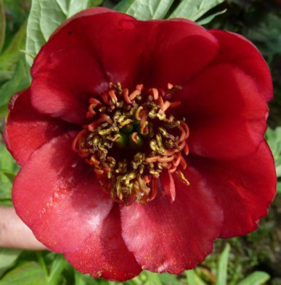 Paeonia_delavayi_P10006625.jpg