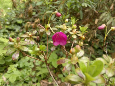 140520124157R.campylogynum_No.14_Cremastum_Cerise.jpg