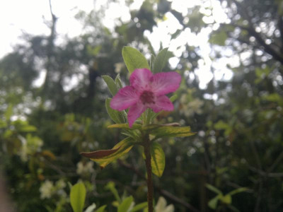 140520124159R.lepidotum_Bu_204_Pholung_3500m.jpg