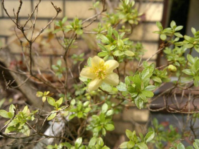 140520124160R.lepidotum_lemon_yellow.jpg