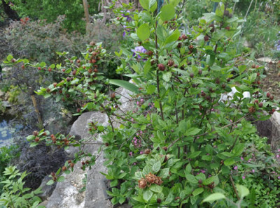 Calycanthus_floridus_12__14603.jpg