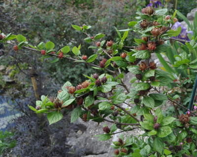 Calycanthus_floridus_2_12__14602.jpg