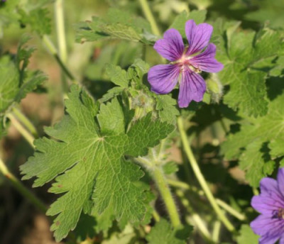 geranium_blau_welches_1905.jpg