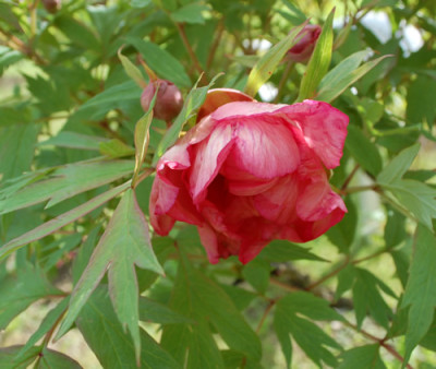 Renown_12__90076.jpg