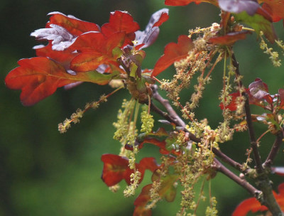 Quercus_robur_Atropurpurea_kl.jpg