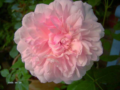 Irene_Watts__1.JPG