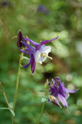 Akelei_violett_u_weiss_7323.JPG