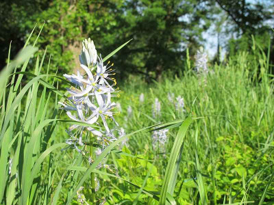 Camassia_15.5.12_ue.jpg