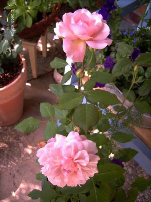 Irene_Watts_2.JPG