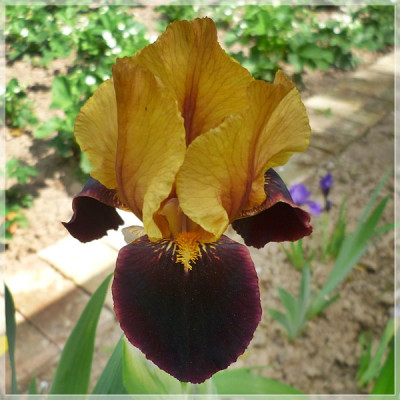 unbekannte_hohe_Iris.JPG