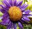 aster-klein.jpg