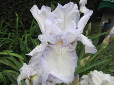iris_1005.JPG