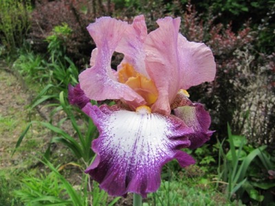 iris1_001.JPG