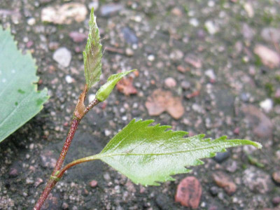 Birkenaustrieb_Gartenpur.jpg