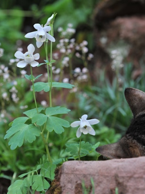 Aquilegia_flabellata_Nana_Alba.jpg