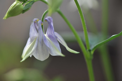Aquilegia....jpg