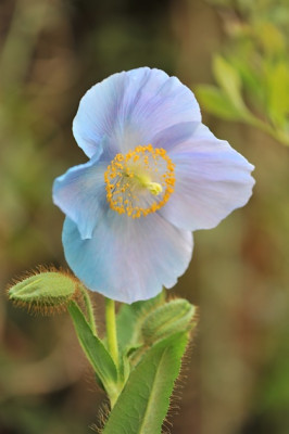 Meconopsis_Lingholm_blass.jpg