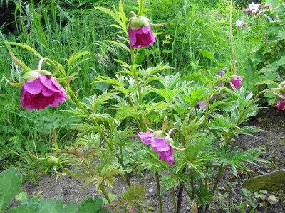 Paeonia_veitchii_120515.jpg