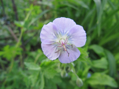 G_phaeum_troll13_120514.jpg