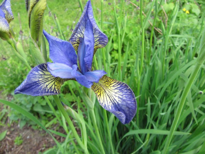 Iris_sibirica_MGP_120515.jpg