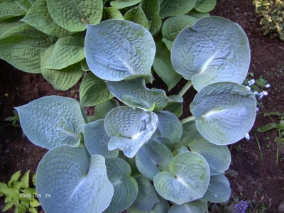 Hosta_unbekannt.JPG