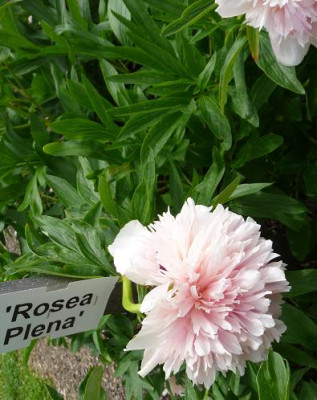 roseaPlena1.JPG