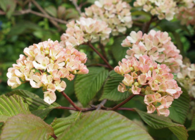 Viburnum_plicatum_Pink_Sensation_kl.jpg