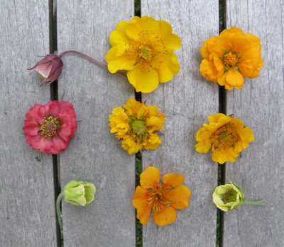 Geum_Vergleich_Gartenpur.jpg