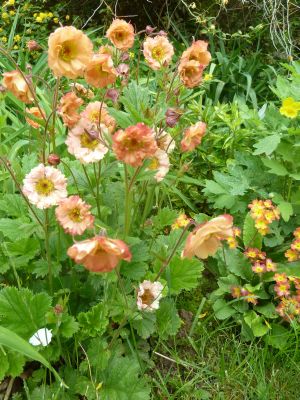 Geum_Mai_Tai_P10309881.jpg
