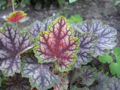 Beauty_Colours_Gartenpur.jpg