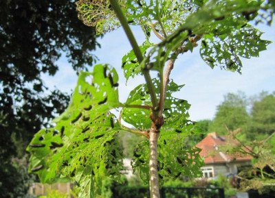 Viburmum_angefressen_120511.jpg