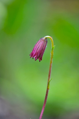 Cremanthodium_campanulatum.jpg