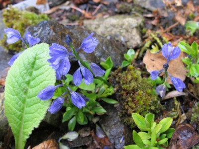 Polygala_calcarea_fars_2012.JPG