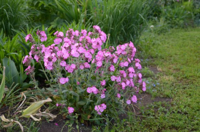 silene_diocia_minikin.jpg