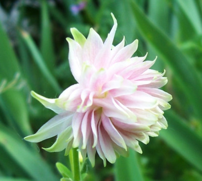 AprilMai_12_059_rosa_gefullte_Akelei.jpg