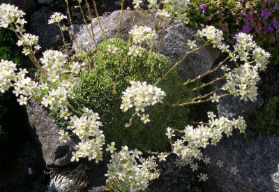 Saxifraga_2005-05-28.JPG
